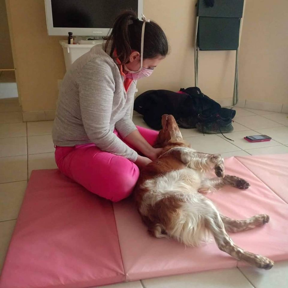 Initiation au Massage Canin